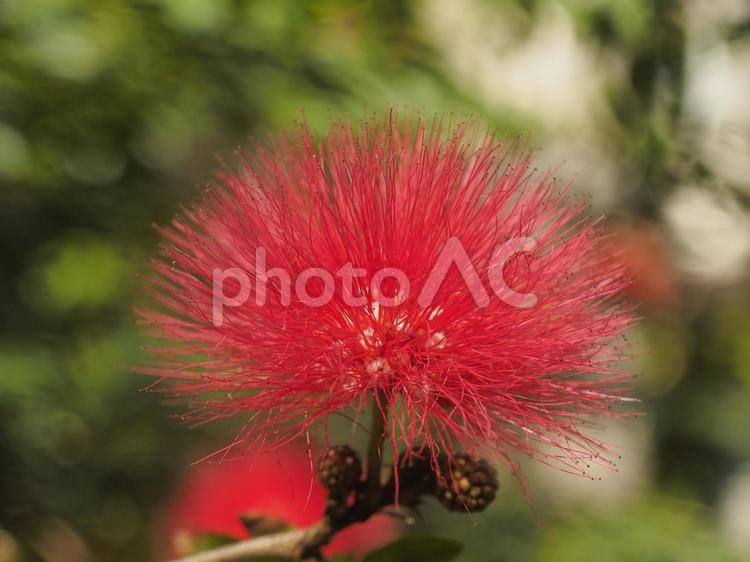 オオベニゴウカン（沖縄県那覇市）