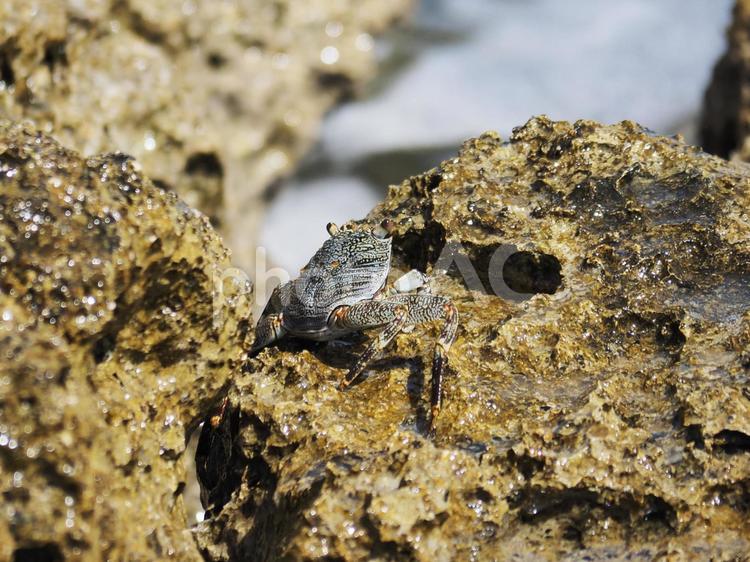 イワガニ(沖縄県南城市知念安座間)