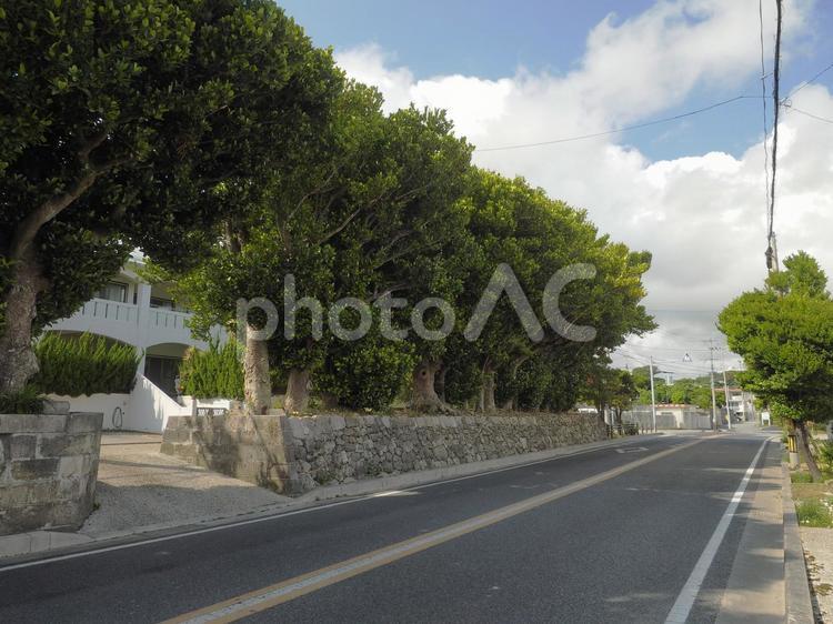 具志頭のフクギ並木（沖縄県島尻郡八重瀬町具志頭）