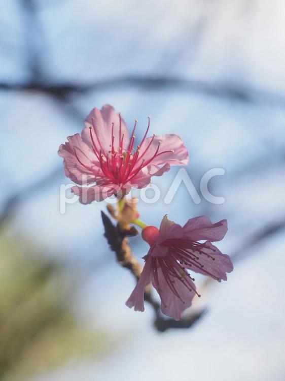 咲き始めのカンヒザクラ（沖縄県那覇市）