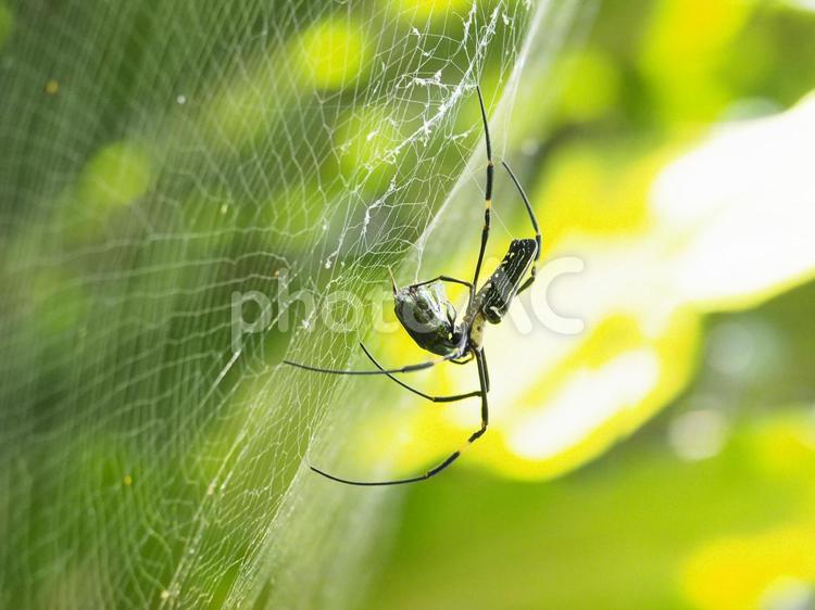 オオジョロウグモ（沖縄県浦添市）