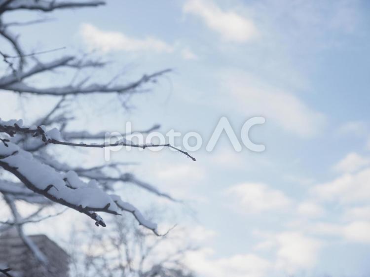 冬の木と青空（北海道札幌市）