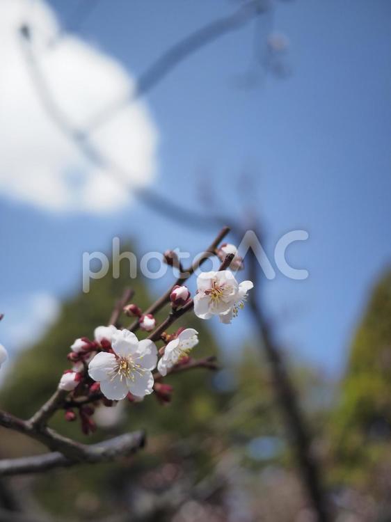 梅の花（北海道札幌市、円山公園）