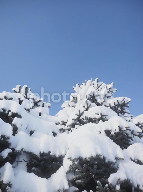冬の木と青空（北海道札幌市）