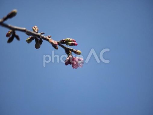 咲き始めのカンヒザクラ