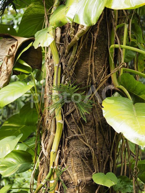ツタの張った木の幹_末吉公園（沖縄県那覇市首里）