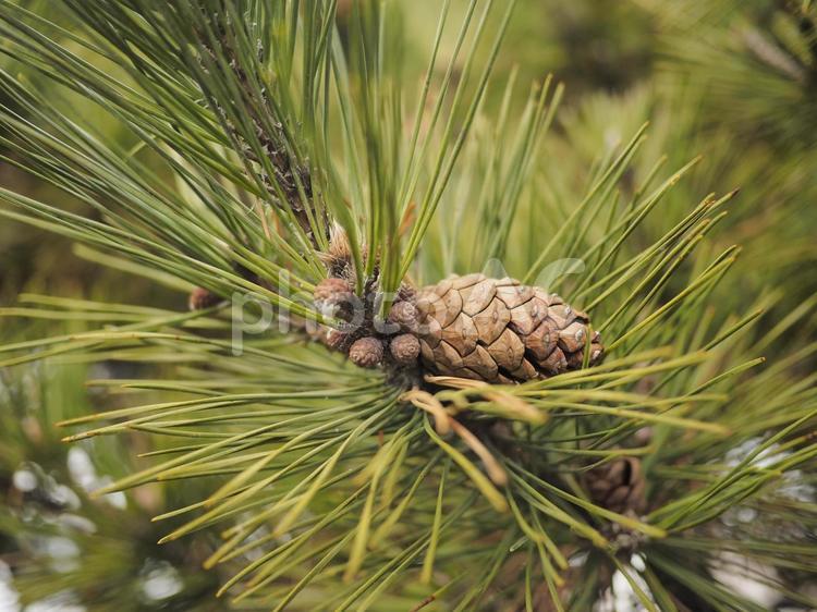 松ぼっくり（北海道函館市、3月）