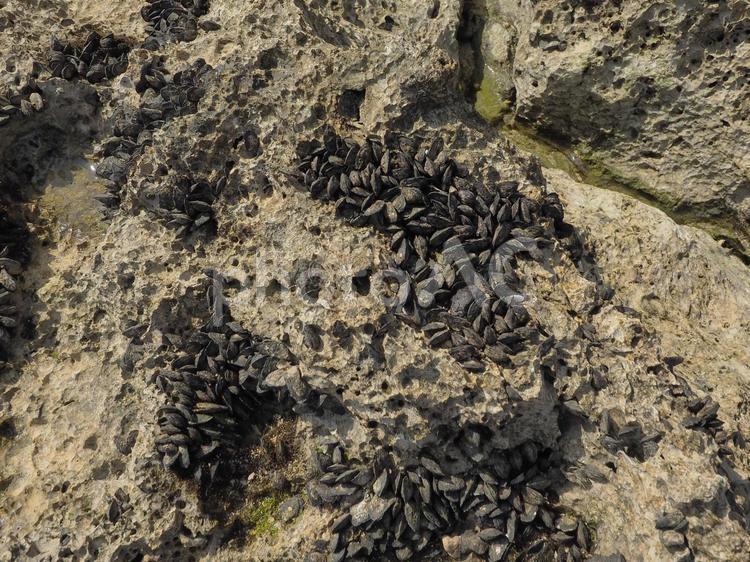岩に密集する黒い貝_大度海岸（沖縄県糸満市大度）