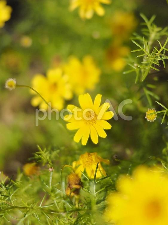 ダールベルグデージー（沖縄県那覇市）