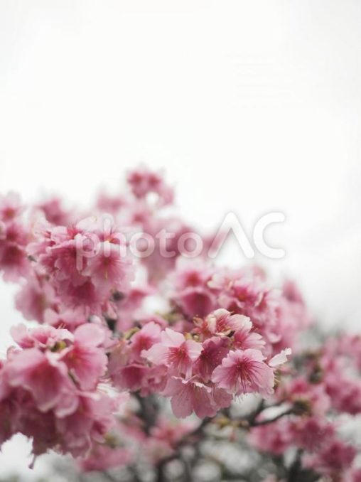 カンヒザクラ(那覇市与儀公園)