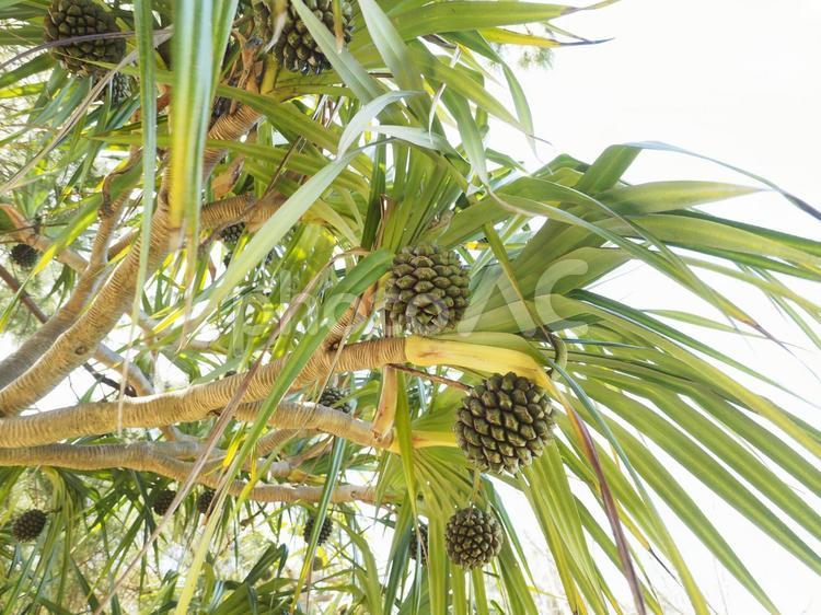 タコノキ科「アダン」の実（沖縄県浦添市）