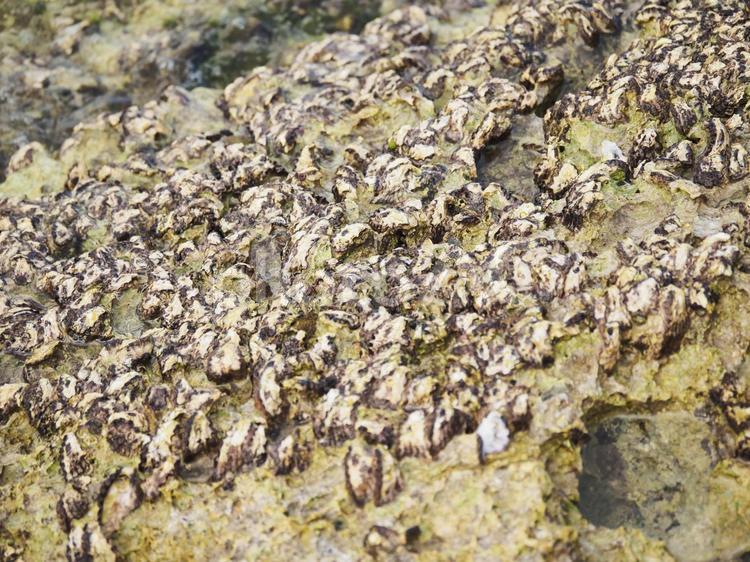 岩に密集した貝_仲泊海岸(沖縄県恩納村仲泊)
