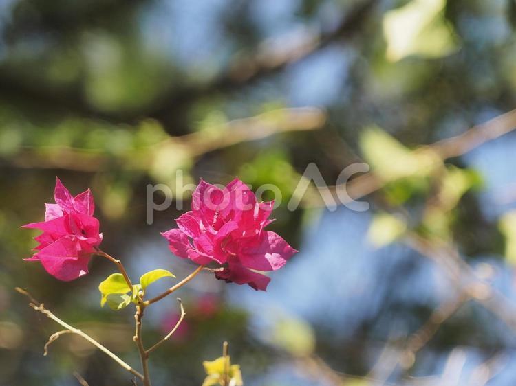 ブーゲンビリア（沖縄県那覇市）