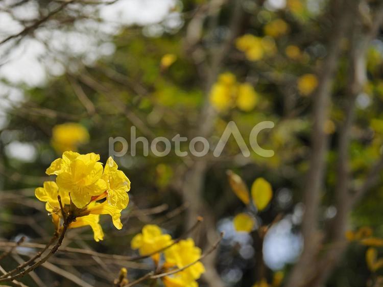 コガネノウゼン_末吉公園（沖縄県那覇市首里）