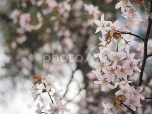 エゾヤマザクラ（北海道札幌市）