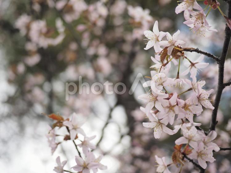 エゾヤマザクラ（北海道札幌市）