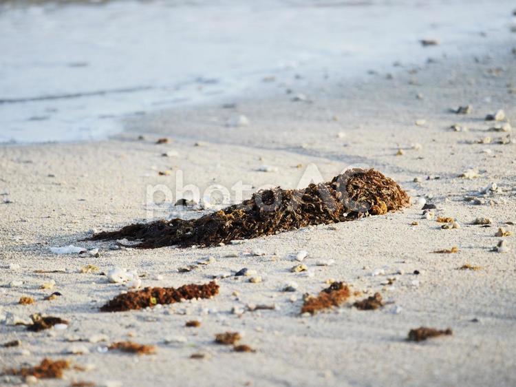 浜辺の海藻_久手堅ビーチ(前ぬ浜）(沖縄県南城市知念)