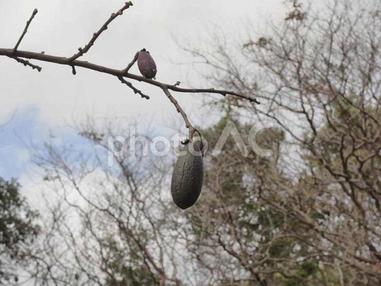 トックリキワタの実（沖縄県那覇市）