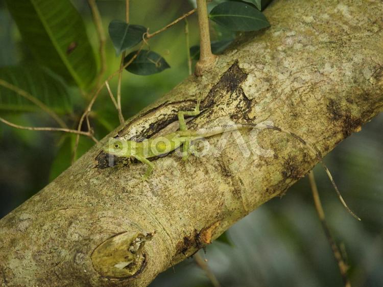 キノボリトカゲ（沖縄県那覇市首里末吉町）