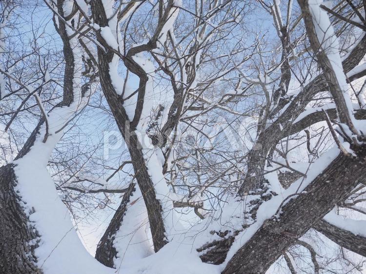 冬の木と青空（北海道札幌市）