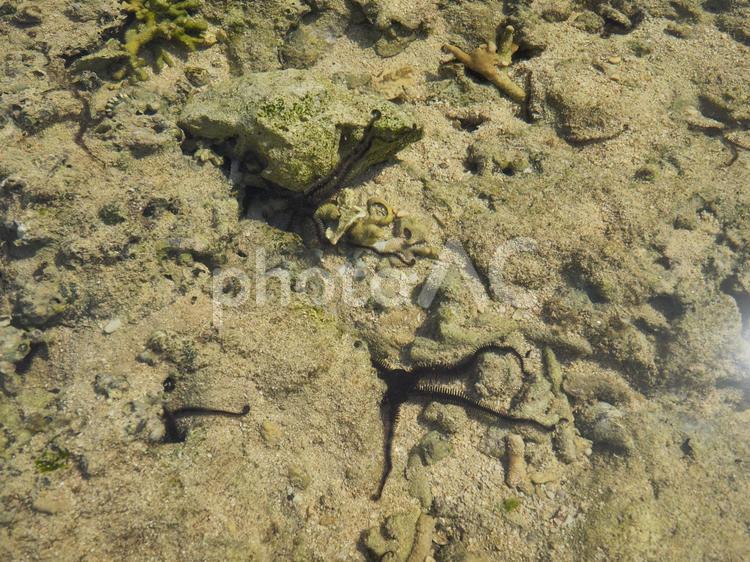 ガラサーダク（フサクモヒトデ科）_大度海岸（沖縄県糸満市大度）
