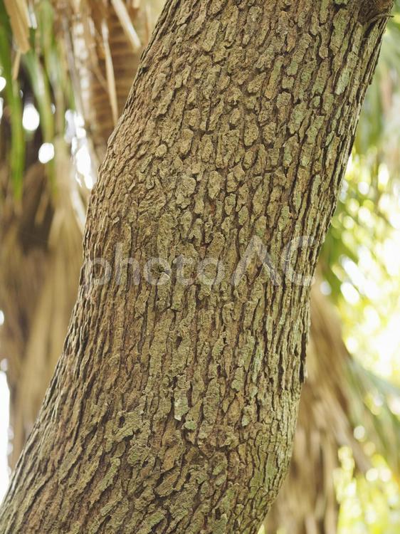 センダンの木の幹_末吉公園（沖縄県那覇市首里）