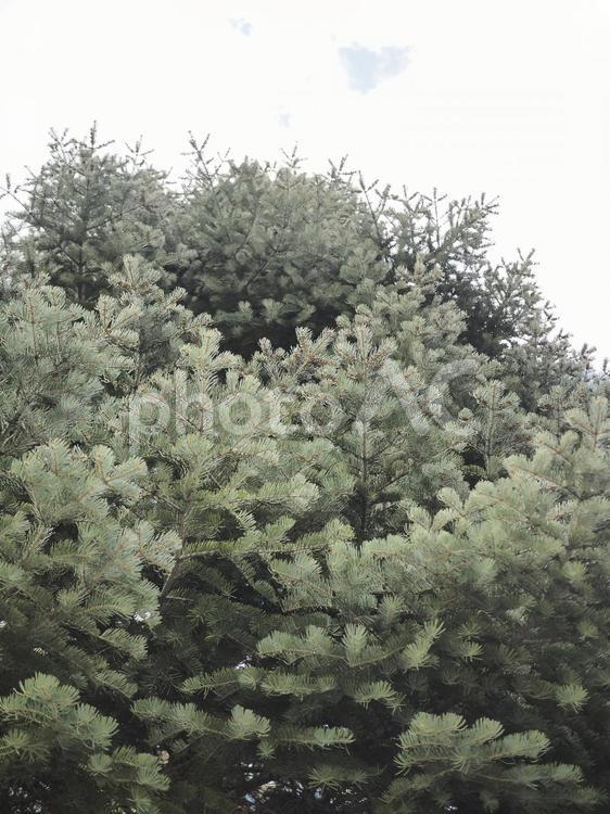 コンコロールモミ（北海道札幌、大通公園）