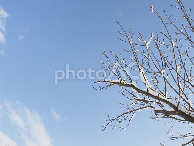 冬の木と青空（北海道札幌市）