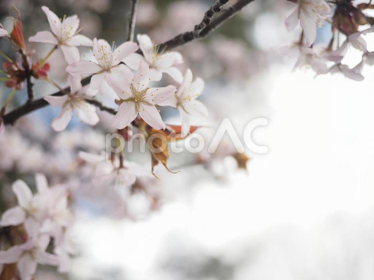 エゾヤマザクラ（北海道札幌市）