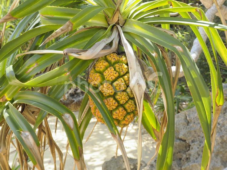 タコノキ科「アダン」の実(沖縄県恩納村瀬良垣)