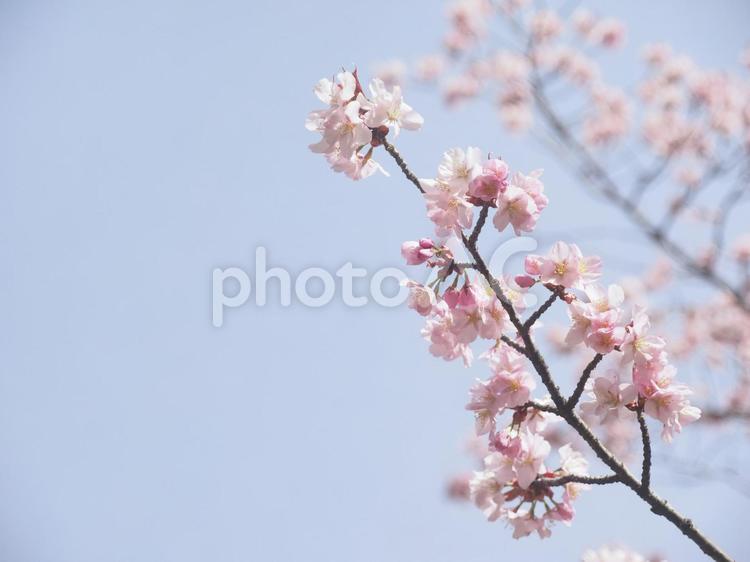 エゾヤマザクラ（北海道札幌市、円山公園）