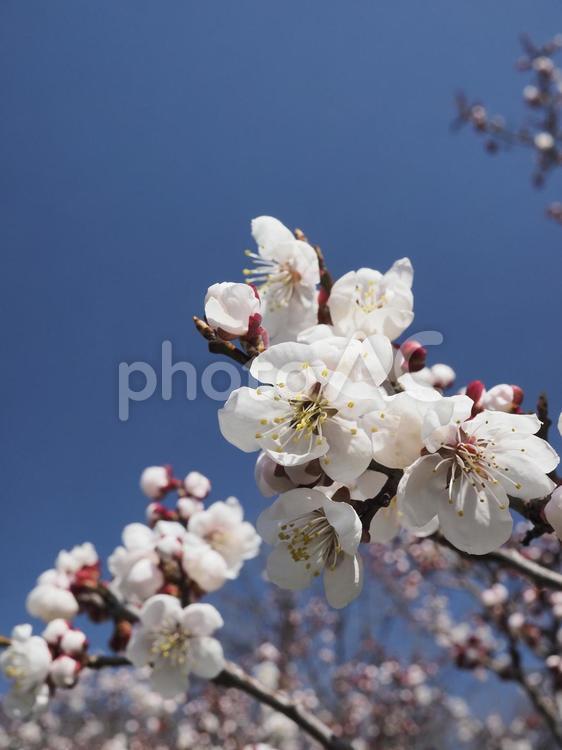 梅の花（北海道札幌市、円山公園）