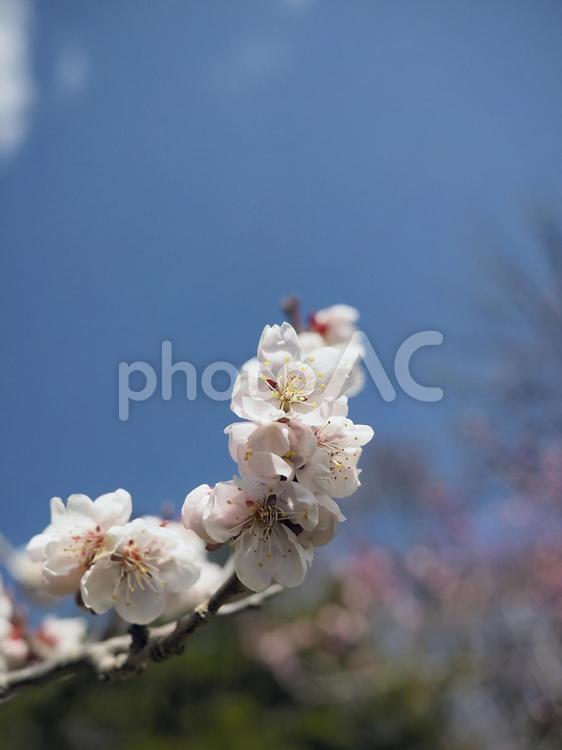 梅の花（北海道札幌市、円山公園）