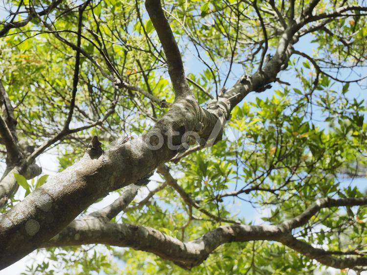 複数のリュウキュウクマゼミ（沖縄県浦添市）