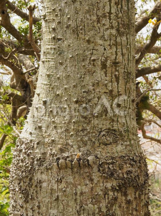 木の幹_トックリキワタ_末吉公園（沖縄県那覇市首里）