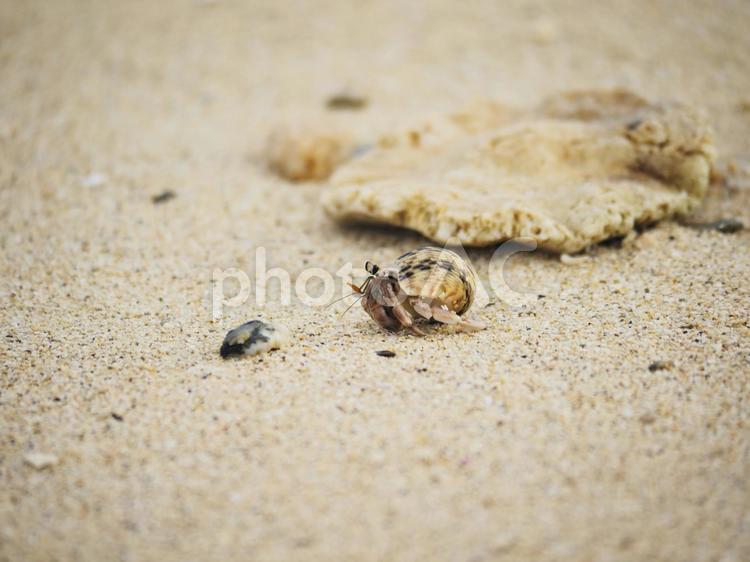 ヤドカリ_仲泊海岸(沖縄県恩納村仲泊)