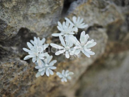 イシギク（モクビャッコウ）_ビーチコーミング（沖縄県うるま市勝連平安名）