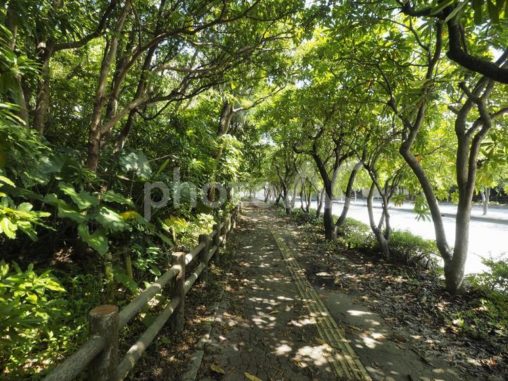 沖縄の並木道（沖縄県沖縄市）
