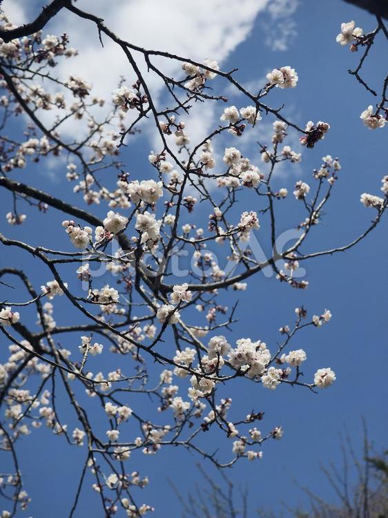 梅の花（北海道札幌市、円山公園）