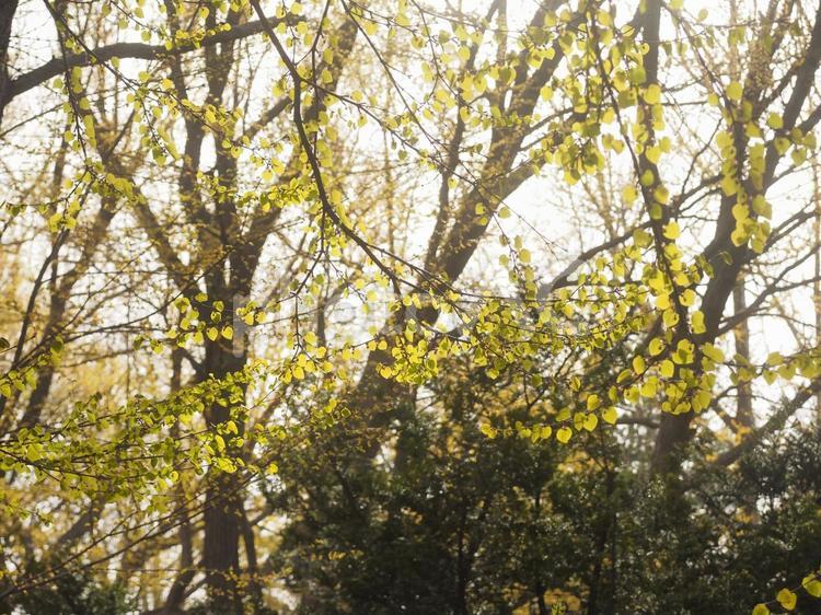 朝日に照らされた新葉（北海道、円山公園）