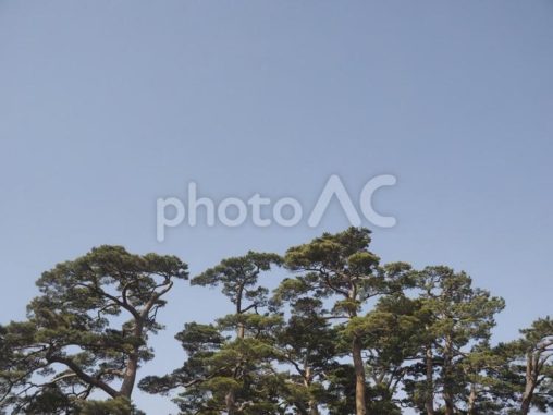 松の木と青空（北海道函館市）