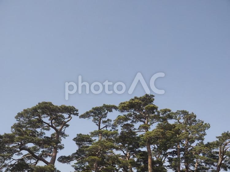 松の木と青空（北海道函館市）