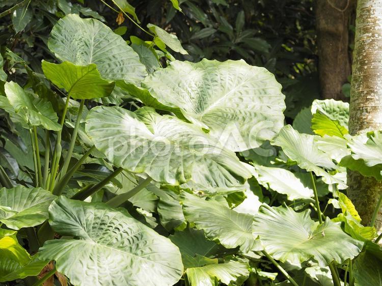 クワズイモの葉_末吉公園（沖縄県那覇市首里）