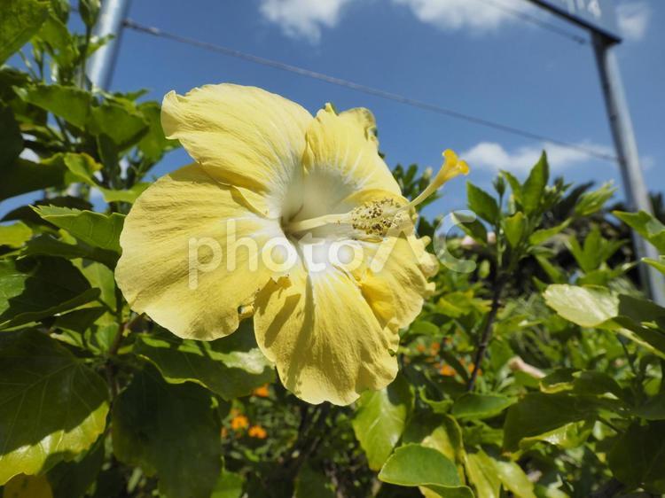 黄色いハイビスカス_沖縄県総合運動公園（沖縄県沖縄市比屋根）