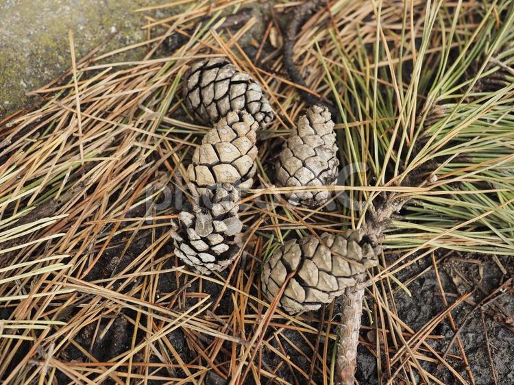 松ぼっくり（北海道函館市、3月）