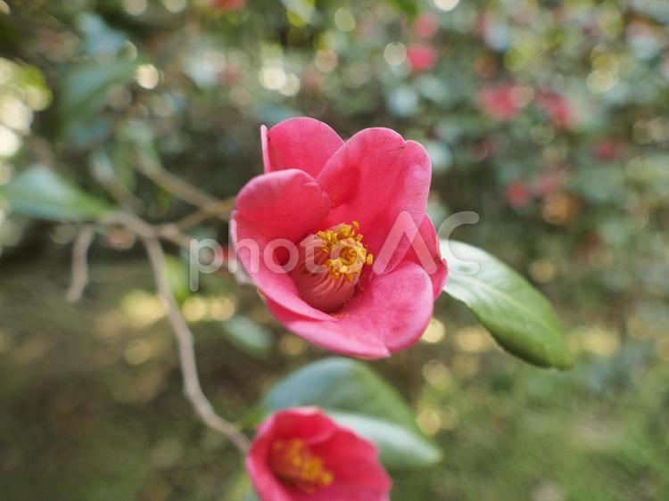 ツバキ（沖縄県那覇市）