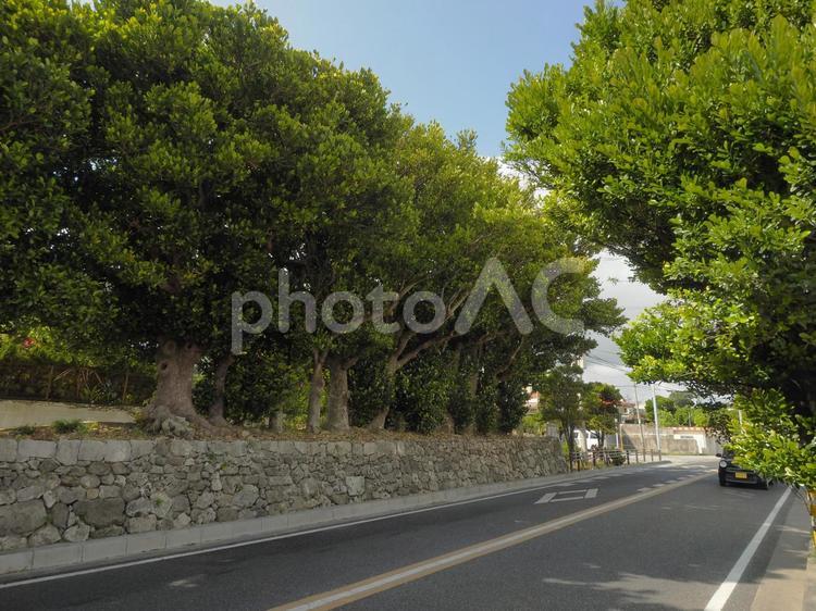 具志頭のフクギ並木（沖縄県島尻郡八重瀬町具志頭）