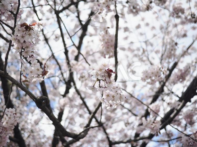 エゾヤマザクラ（北海道札幌市、大通公園）