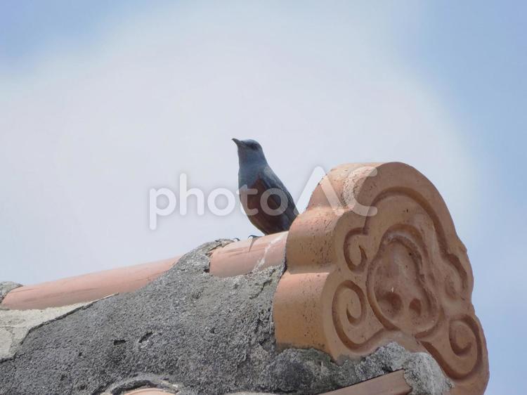 イソヒヨドリ（沖縄県読谷村渡具知）