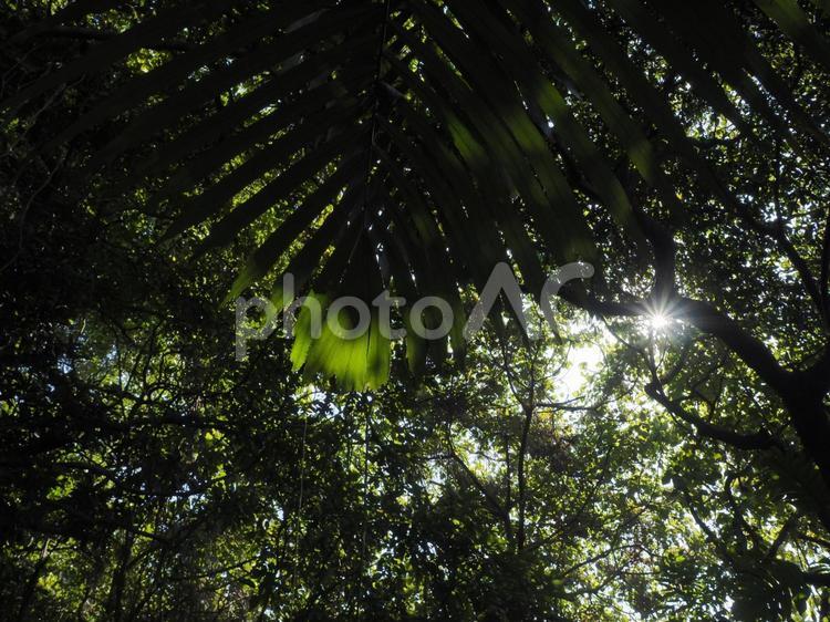 密林見上げた木々の風景（沖縄県那覇市）